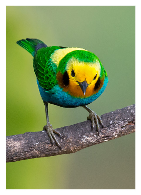 Chlorochrysa-nitidissima---Multicolored-Tanager---Tangara-Multicolor-male