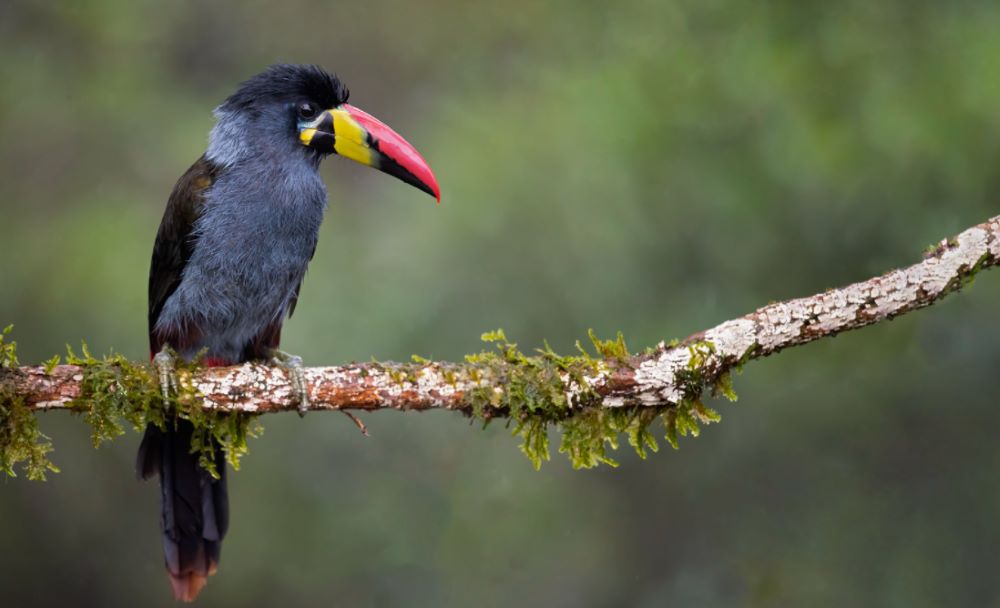 Gray-breasted Mountain Toucan