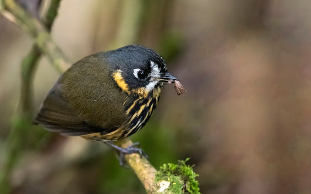 Crescent-faced Antpitta