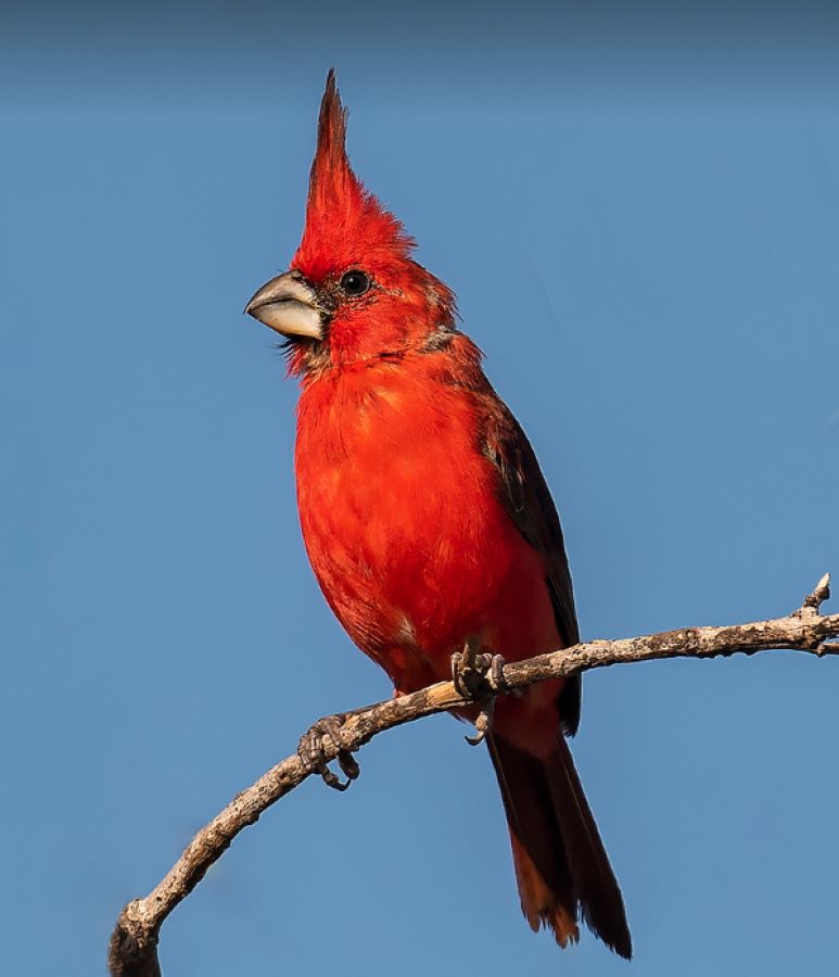 Vermilion Cardinal - Birdwatching tours in Colombia